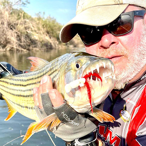 Tiger fish caught on fly
